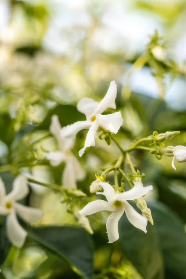 Pura - Mersea Replacement Fragrance - Saltaire