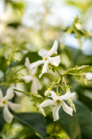 Pura - Mersea Replacement Fragrance - Saltaire