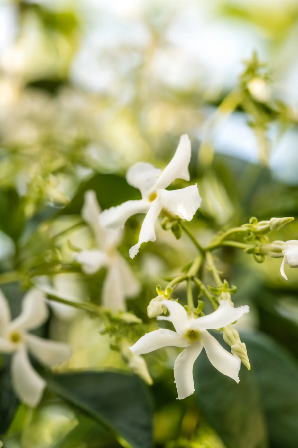 Pura - Studio McGee Replacement Fragrance - Jasmine Honeysuckle